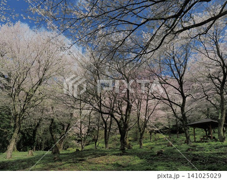 新潟県五泉市小山田の彼岸桜樹林 新潟県五泉市小山田の彼岸桜樹林 141025029