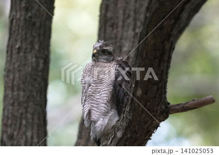 ハイタカの幼鳥が枝にとまる姿(野鳥・猛禽類) ハイタカの幼鳥が枝にとまる姿(野鳥・猛禽類) 141025053