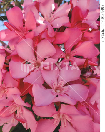 Vibrant pink oleander flowers blooming under a clear blue sky Vibrant pink oleander flowers blooming under a clear blue sky 141025495