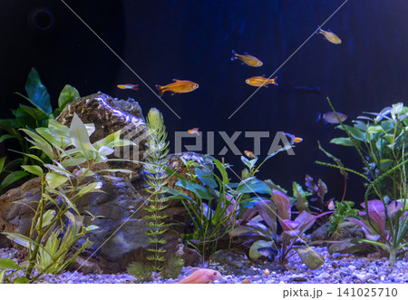 Tropical guppy and tetra fish swimming in home freshwater planted aquarium tank Tropical guppy and tetra fish swimming in home freshwater planted aquarium tank 141025710