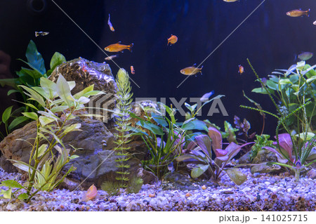 Freshwater planted aquascape tank with diverse small tropical fish swimming near rocks 141025715