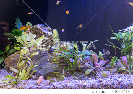 Freshwater planted aquarium tank with small tropical fish swimming near large rocks Freshwater planted aquarium tank with small tropical fish swimming near large rocks 141025718