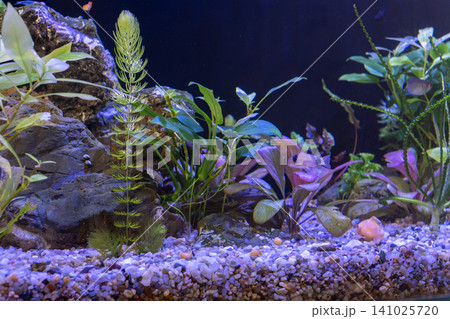 Freshwater planted aquascape tank with panda corydoras catfish swimming near bottom Freshwater planted aquascape tank with panda corydoras catfish swimming near bottom 141025720