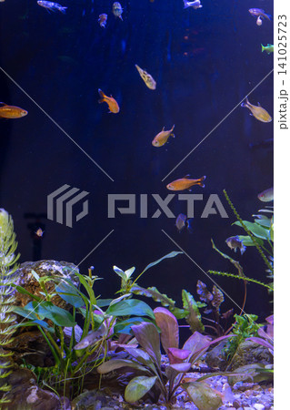 Freshwater planted aquascape tank with small colorful tetra fish swimming together Freshwater planted aquascape tank with small colorful tetra fish swimming together 141025723