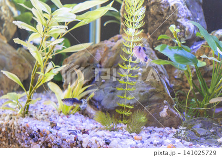 Freshwater aquarium tank with small panda corydoras catfish swimming near green plants Freshwater aquarium tank with small panda corydoras catfish swimming near green plants 141025729