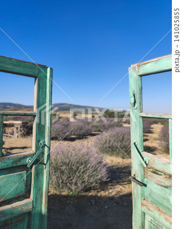 Open turquoise wooden gates leading to a blooming lavender field in Turkey 141025855