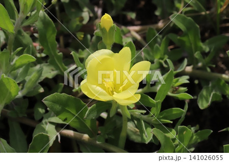 春の野原に咲く黄色いマツヨイグサの花 春の野原に咲く黄色いマツヨイグサの花 141026055