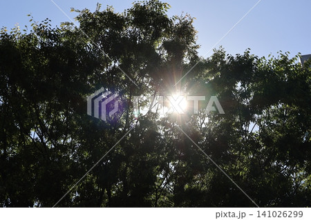 新緑の緑の葉の大樹の隙間から白く輝く光りの太陽と青空の風景 新緑の緑の葉の大樹の隙間から白く輝く光りの太陽と青空の風景 141026299