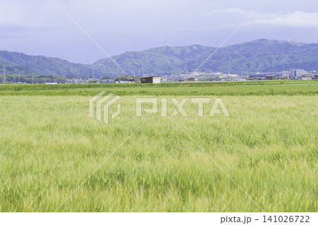 新緑の山並みを背景に広がる初夏の麦畑と農村風景 新緑の山並みを背景に広がる初夏の麦畑と農村風景 141026722