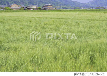 新緑の山並みを背景に広がる初夏の麦畑と農村風景 新緑の山並みを背景に広がる初夏の麦畑と農村風景 141026723