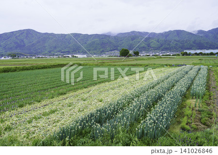 山並みを背景に広がる青ネギ畑と春の田園風景 山並みを背景に広がる青ネギ畑と春の田園風景 141026846