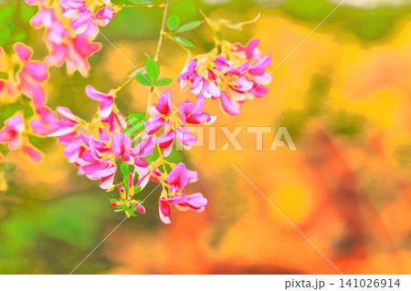 鮮やかな赤紫の萩の花 鮮やかな赤紫の萩の花 141026914