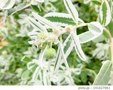 花からのびる初雪草の蒴果 花からのびる初雪草の蒴果 141027061