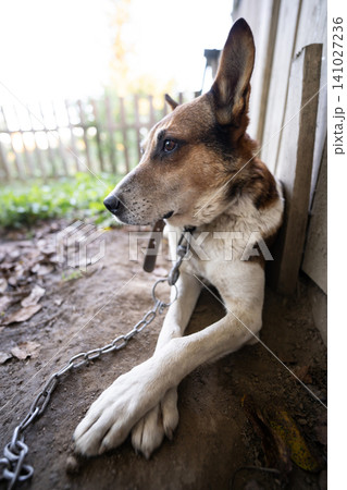 A lonely and sad guard dog on a chain near a dog house outdoors 141027236