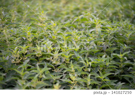 beautiful green nettle plant in sunlight outdoors beautiful green nettle plant in sunlight outdoors 141027250