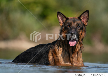 German Shepherd dog swimming in a river 141027259