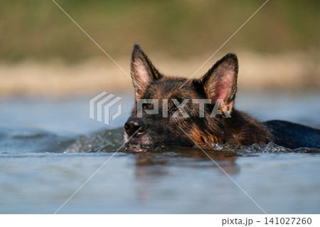 German Shepherd dog swimming in a river 141027260
