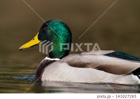 Macro portrait of a male mallard duck (Anas platyrhynchos) Macro portrait of a male mallard duck (Anas platyrhynchos) 141027265