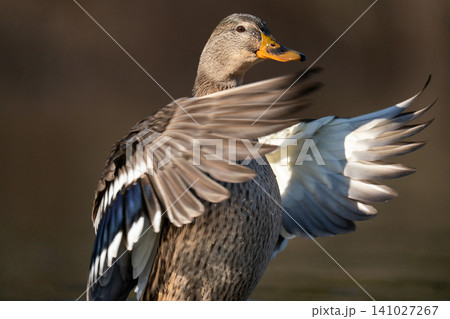 Female mallard duck (Anas platyrhynchos) flapping wings on water 141027267