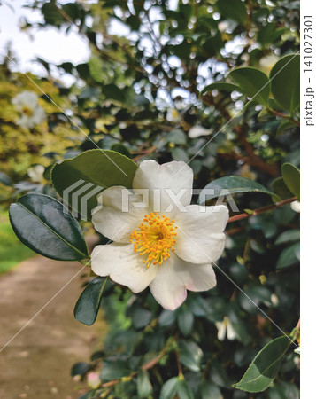 White camellia sasanqua flower blooming with yellow stamens and glossy green leaves in garden 141027301
