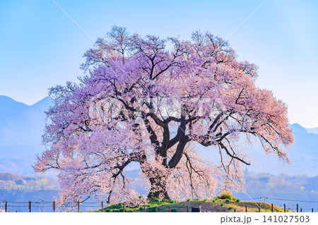春の早朝 快晴の朝光を浴びて透過光で輝く満開のわに塚の桜と朝霞に浮かぶ茅ヶ岳の風景 141027503