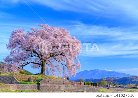春の早朝 快晴の朝光を浴びる満開のわに塚の桜と遠方に望む冠雪した八ヶ岳の風景 141027510
