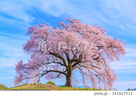 春の早朝 快晴の朝光を浴びるわに塚の桜の幹の向こうに冠雪した八ヶ岳を重ねた日の丸構図風景 141027511