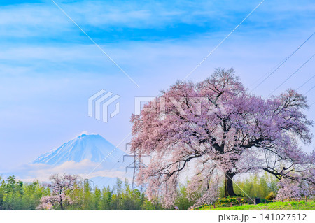 春の早朝 快晴の朝光を浴びる満開のわに塚の桜と遠方に望む残雪の富士山の風景 141027512