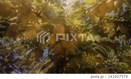 Ripe Yellow Plums with Bokeh Effect. Close-up of ripe yellow plums on a tree branch with green leaves and sunlight bokeh, Ripe Yellow Plums with Bokeh Effect. Close-up of ripe yellow plums on a tree branch with green leaves and sunlight bokeh, 141027579