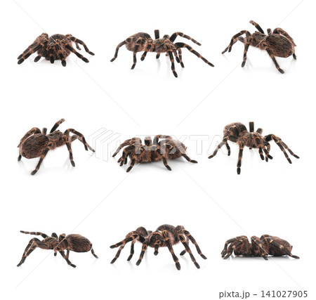 Collage of striped knee tarantula (Aphonopelma seemanni) on white background Collage of striped knee tarantula (Aphonopelma seemanni) on white background 141027905