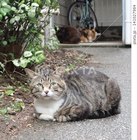 寛ぐ猫 寛ぐ猫 141027984