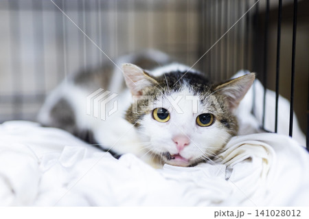 Tense domestic shorthair cat crouched on white blanket inside metal crate with wide alert eyes, turned ears, tabby markings, and guarded posture in soft indoor light Tense domestic shorthair cat crouched on white blanket inside metal crate with wide alert eyes, turned ears, tabby markings, and guarded posture in soft indoor light 141028012