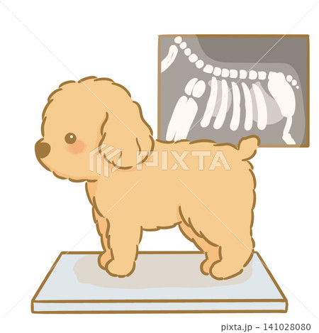 レントゲンを撮った犬の可愛い手描きイラスト　トイプードル 141028080