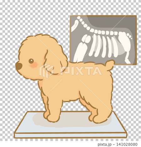 レントゲンを撮った犬の可愛い手描きイラスト　トイプードル 141028080