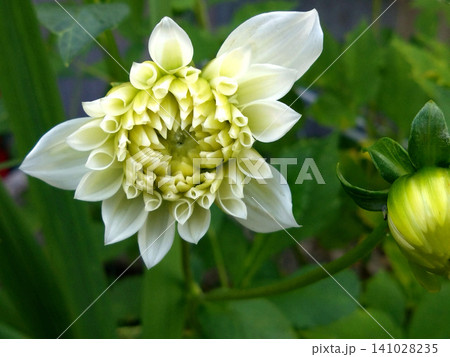 咲き始めの白いダリアと蕾のある初夏の花風景 咲き始めの白いダリアと蕾のある初夏の花風景 141028235