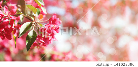 Blossoming spring tree on sunny day. Space for text 141028396