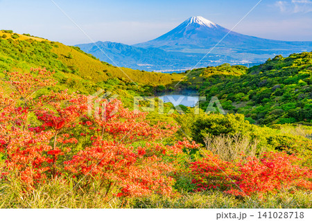 【静岡県】箱根玄岳の満開の山ツツジと富士山 【静岡県】箱根玄岳の満開の山ツツジと富士山 141028718