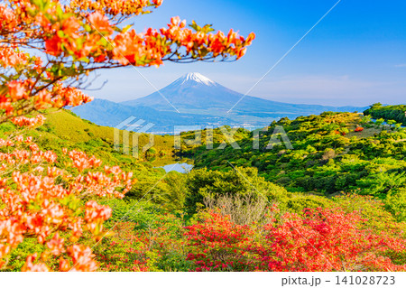 【静岡県】箱根玄岳の満開の山ツツジと富士山 【静岡県】箱根玄岳の満開の山ツツジと富士山 141028723
