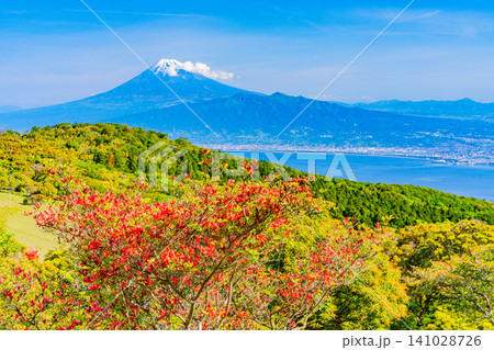 【静岡県】西伊豆・金冠山の山ツツジと海越しの富士山 【静岡県】西伊豆・金冠山の山ツツジと海越しの富士山 141028726