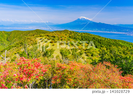【静岡県】西伊豆・金冠山の山ツツジと海越しの富士山 【静岡県】西伊豆・金冠山の山ツツジと海越しの富士山 141028729