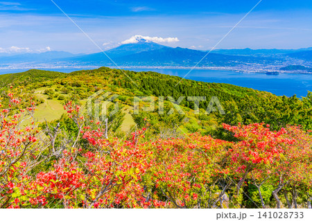 【静岡県】金冠山の山ツツジと海越しの富士山 141028733
