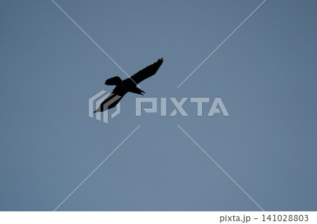 Silhouette of a raven or crow flying in a clear blue sky Silhouette of a raven or crow flying in a clear blue sky 141028803