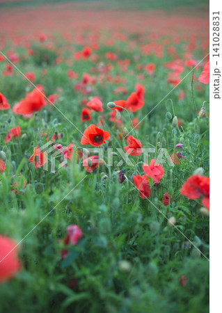 Abundant field of wild red poppies Abundant field of wild red poppies 141028831