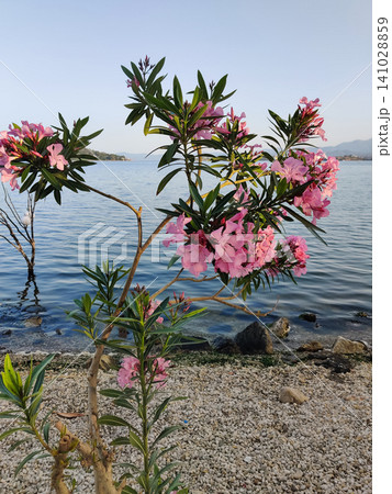 beautiful flowers on the oleander tree on the beach near the sea beautiful flowers on the oleander tree on the beach near the sea 141028859