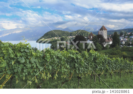 Scenic vineyards overlooking Spiez Castle and the Bernese Alps in Switzerland 141028861