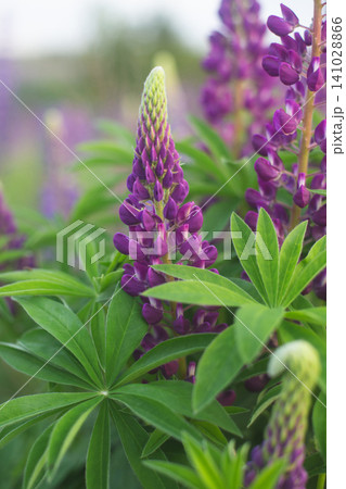 Field of purple lupines in a summer meadow Field of purple lupines in a summer meadow 141028866