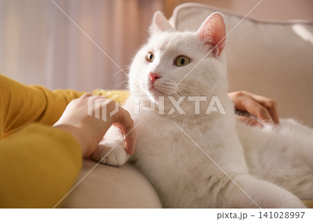 Young woman petting her beautiful white cat at home, closeup. Fluffy pet 141028997
