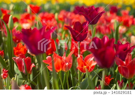 beautiful colorful tulip flowers are growing in the garden beautiful colorful tulip flowers are growing in the garden 141029181