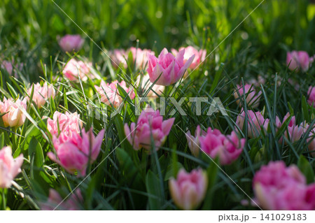 beautiful colorful tulip flowers are growing in the garden 141029183