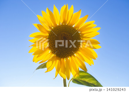 Single sunflower head against a clear blue sky 141029243
